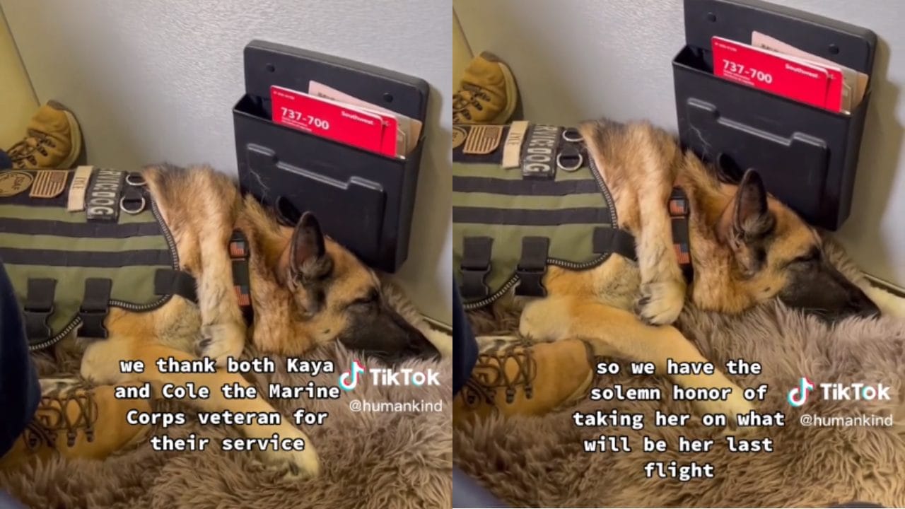 320 Flights Later A Heartfelt Tribute to an Exceptional Service Dog