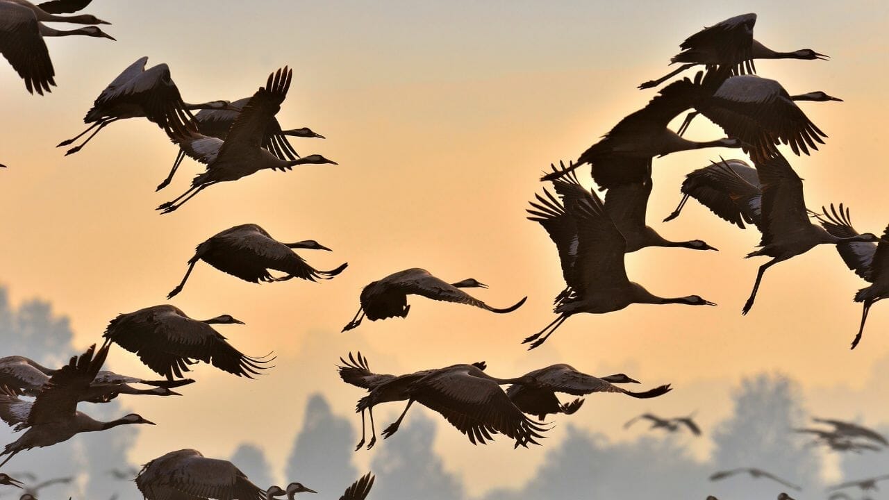 bird migration dp176567410