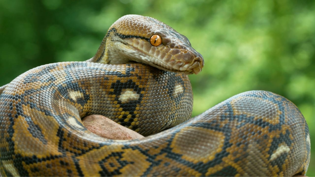 python snake s1097222507