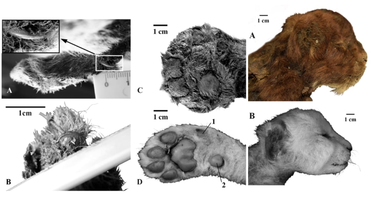 Saber-Toothed Kitten Found After 35,000 Years In Permafrost